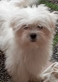 Maltese cucciolo