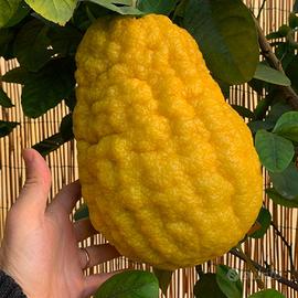 Pianta Cedro Gigante Citrus Maxima h 30 35 cm