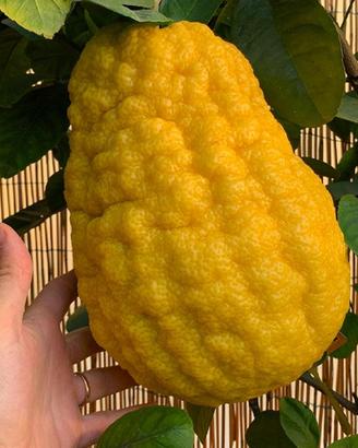 Pianta Cedro Gigante Citrus Maxima h 30 35 cm