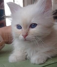 Sacro di Birmania gattini