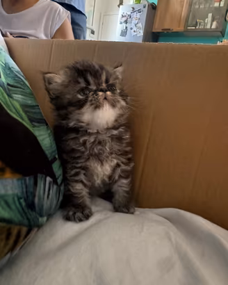 Animali