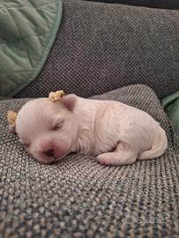 Maltese pedigree Enci