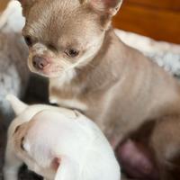 Chihuahua con Pedigree Enci