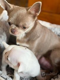 Chihuahua con Pedigree Enci