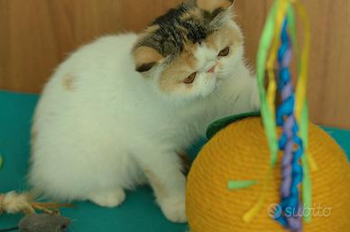 Cucciola Calico di gatti Exotic Shorthair