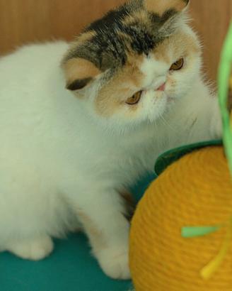 Cucciola Calico di gatti Exotic Shorthair