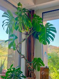 Monstera Deliciosa