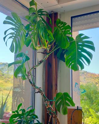 Monstera Deliciosa