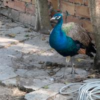 Pavoni comuni (leggere descrizione)