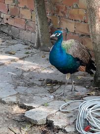 Pavoni comuni (leggere descrizione)