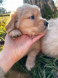 Golden Retriever americani