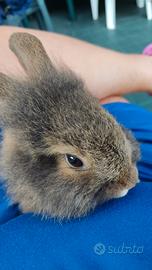 Coniglio nano testa di leone