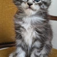 Cuccioli di Maine Coon