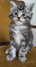 Cuccioli di Maine Coon