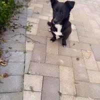 Cagnolino taglia piccola