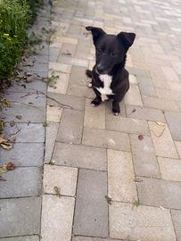 Cagnolino taglia piccola