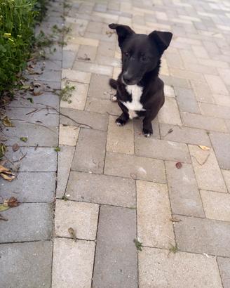 Cagnolino taglia piccola