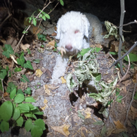 Ronny per fidanzata lagotto per monta