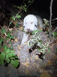 Ronny per fidanzata lagotto per monta