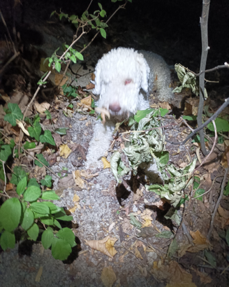 Ronny per fidanzata lagotto per monta