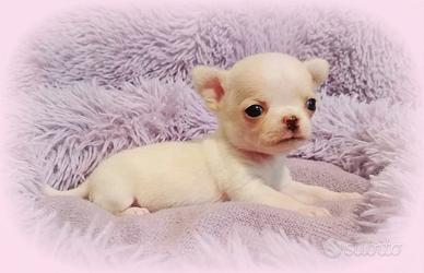 B ellissimi chihuahua pedigree Enci