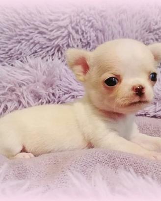 B ellissimi chihuahua pedigree Enci