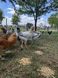 Polli galline e gallinelle