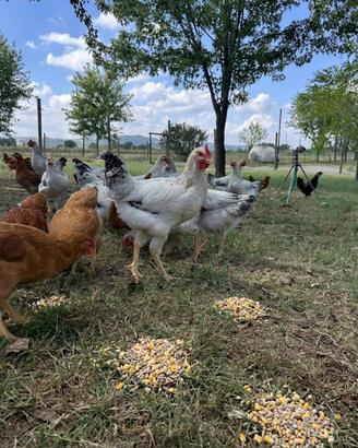 Polli galline e gallinelle