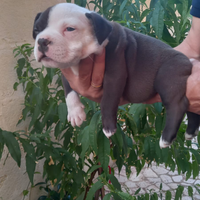 Cuccioli di american bully
