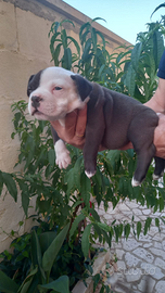 Cuccioli di american bully