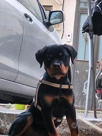 Rottweiler 