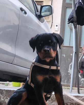 Rottweiler 