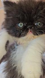 Gatto persiano gatta