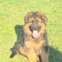 Cuccioli pastore tedesco pelo lunghi