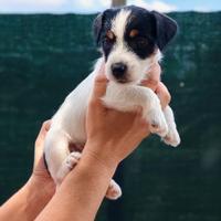 Cuccioli Jack Russell Terrier