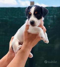 Cuccioli Jack Russell Terrier