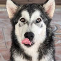 Alaskan Malamute