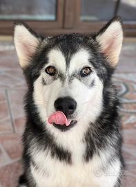 Alaskan Malamute