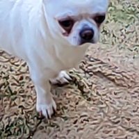 Chihuahua con piccolo rimborso spese