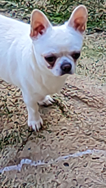 Chihuahua con piccolo rimborso spese