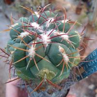 Thelocactus lloydii albiflorus. Piante Grasse 