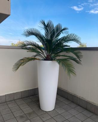 🌴 Palma Cycas in vaso alto bianco