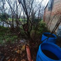 Albero Nocciolo Corylus avellana