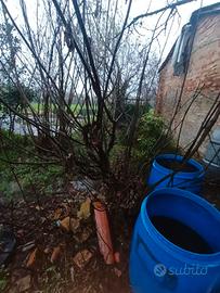 Albero Nocciolo Corylus avellana