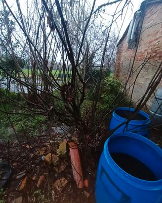 Albero Nocciolo Corylus avellana