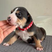 American Pitbull terrier