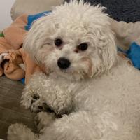 Fidanzata per maltese