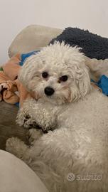 Fidanzata per maltese