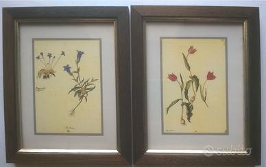 Set 2 quadri vintage con stampe botaniche di fiori