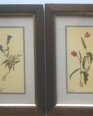 Set 2 quadri vintage con stampe botaniche di fiori